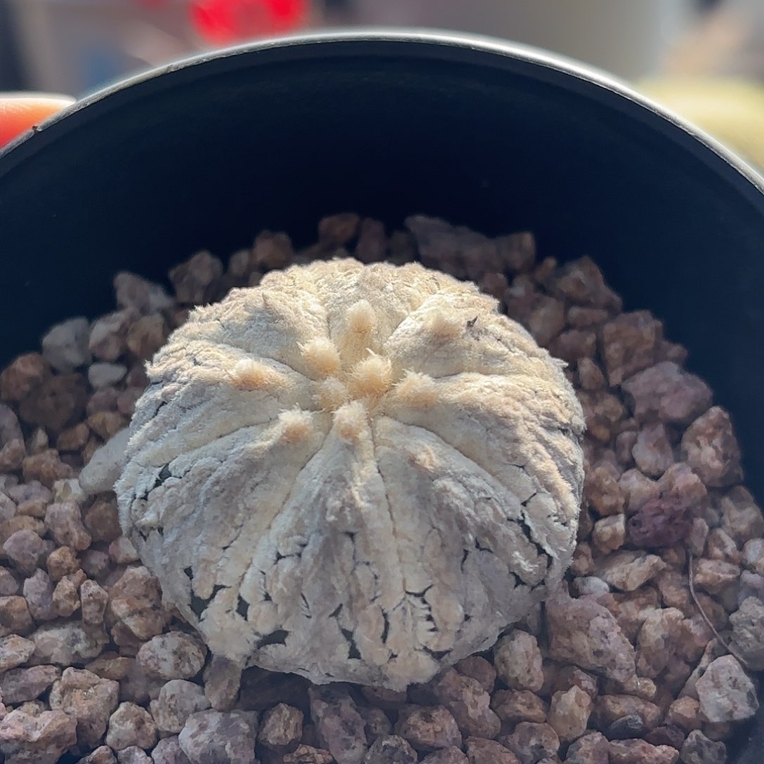 仙人球实生浓白点兜