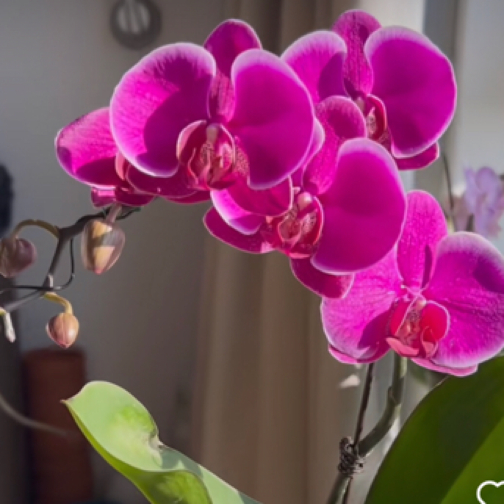 福喜 【德班】欧品 3.5硬杯 全花 精品蝴蝶兰基地直发