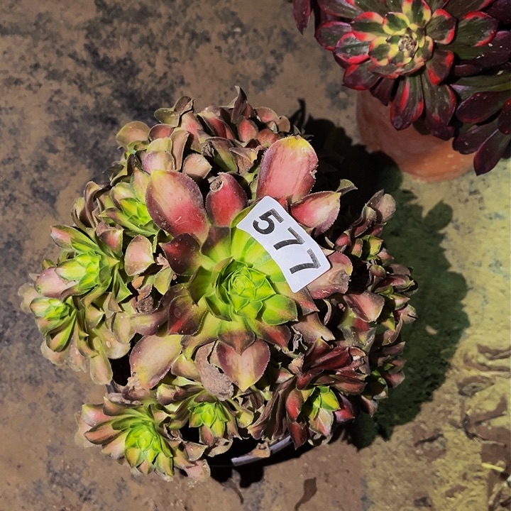 577韶华多肉植物处理不售后