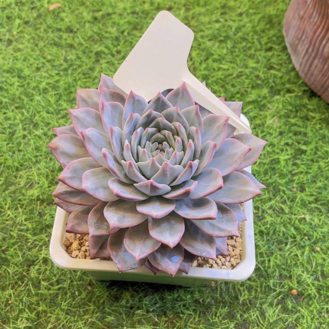 红***菇云南金致家精品多肉