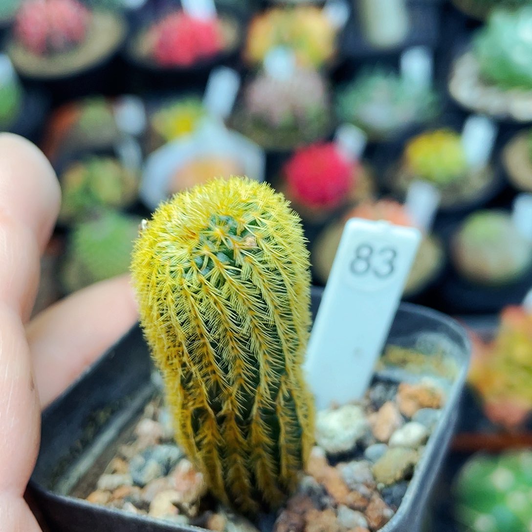 非偏远地区满25包邮仙人球