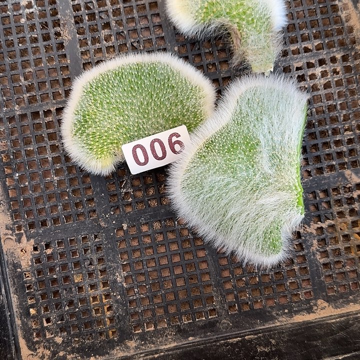 唯***诚无花朵九尾狐缀头006