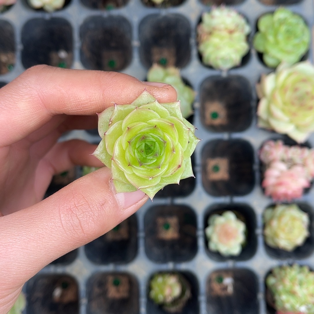 多肉杂交一物一拍1-178