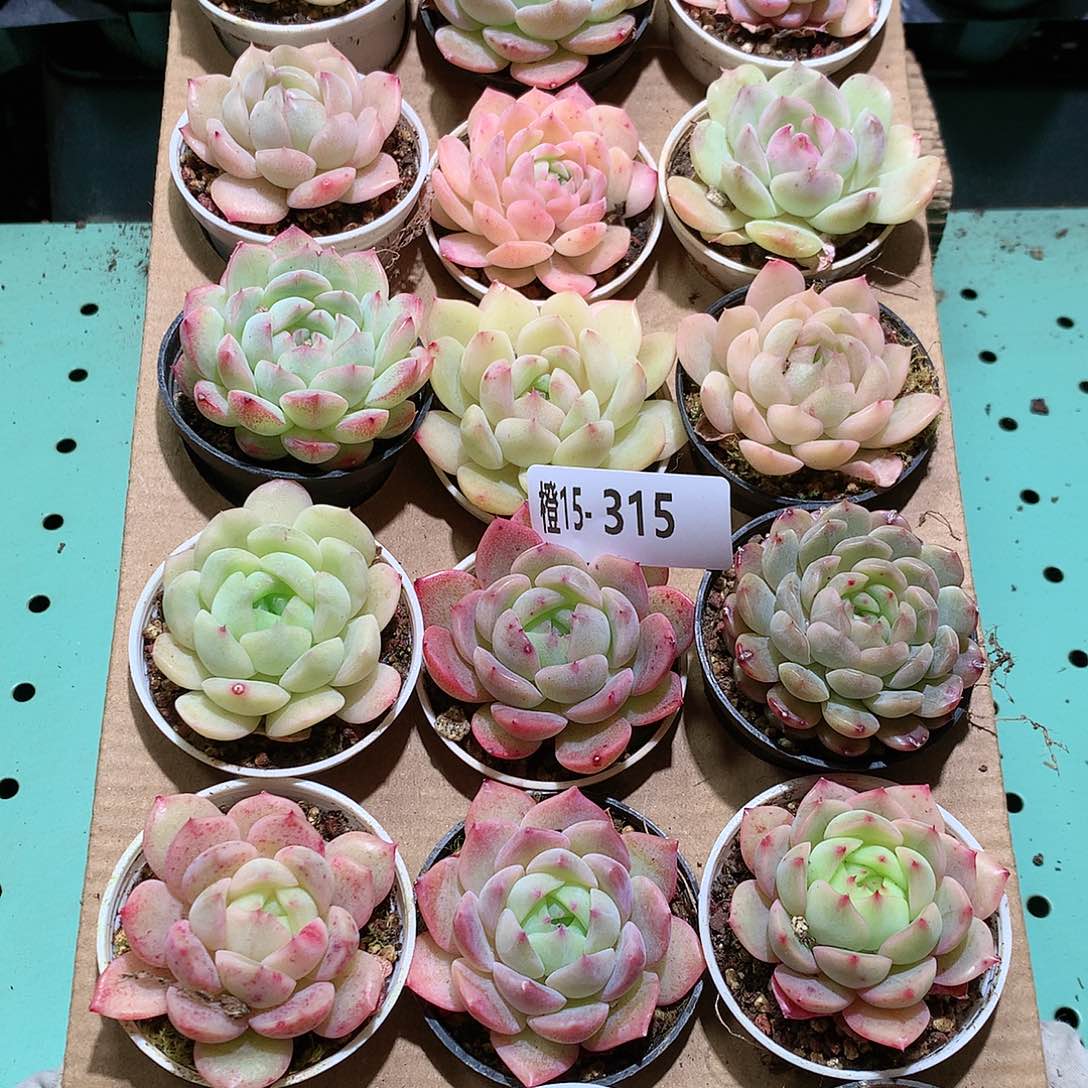 15-315一物一拍带盆18颗