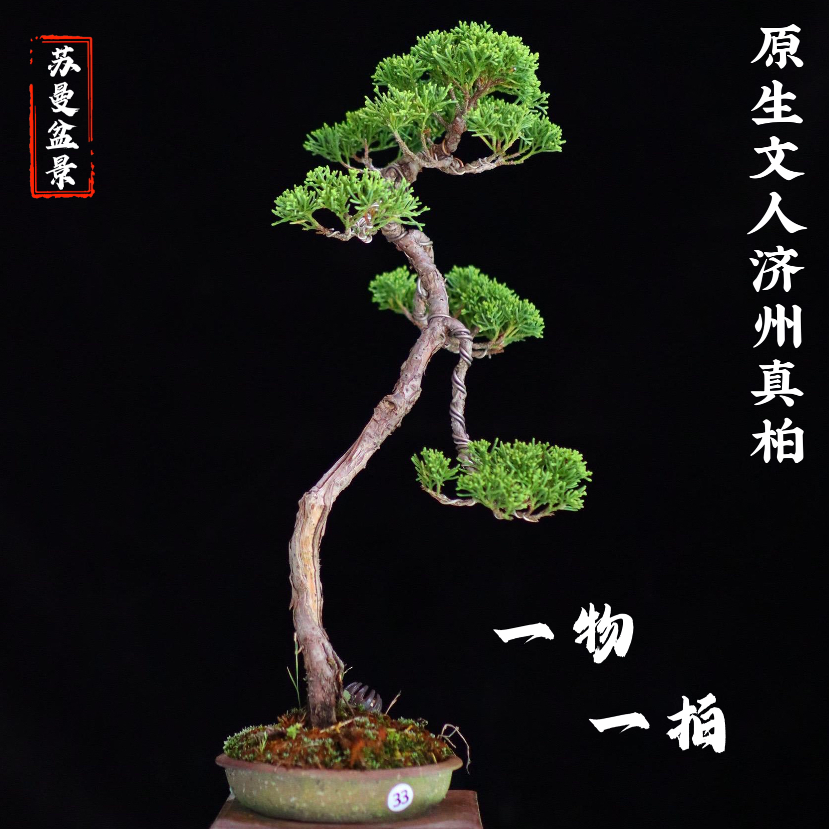 苏曼家一物一拍原生济州真柏盆景文人造型盆栽四季常青阳台庭院