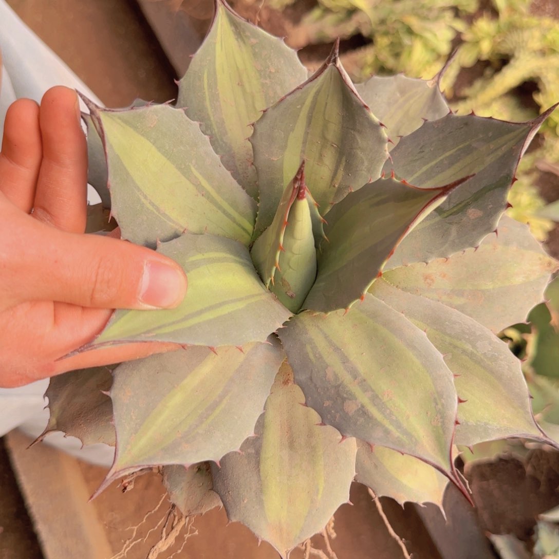 p****?块根植物块根植物