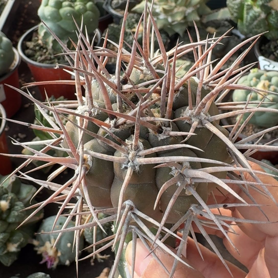 【闪购商品】超狂刺摩天龙287