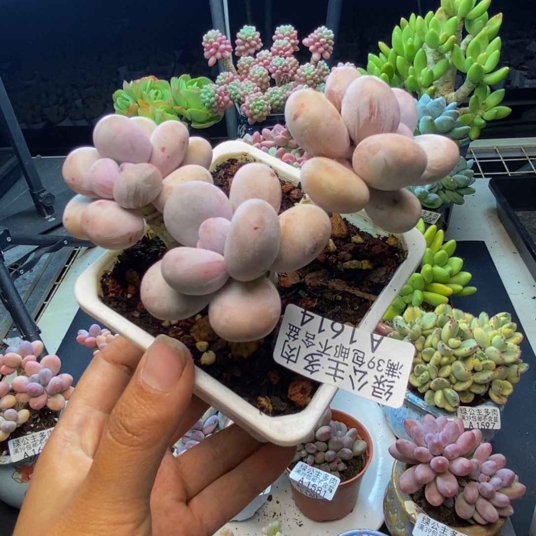 614水光针多肉8c m