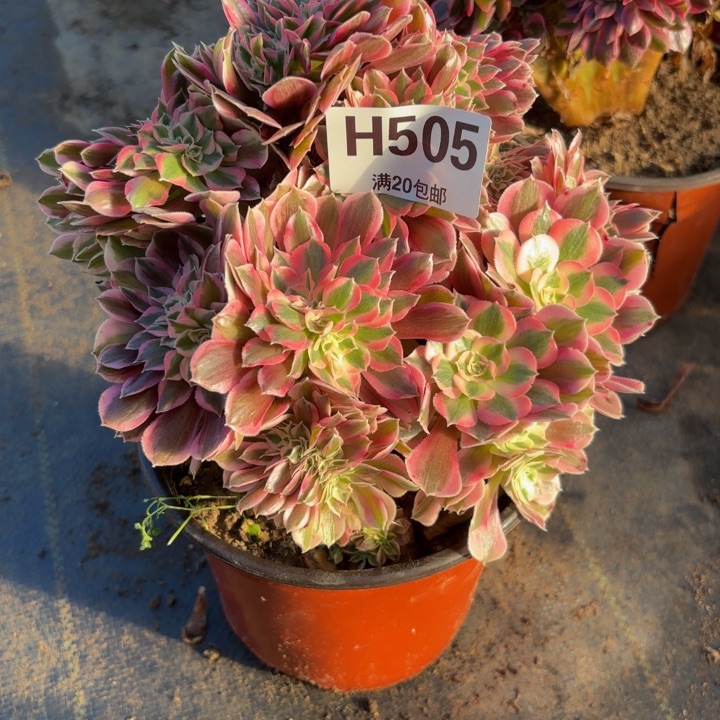 瑞妈，，，。。。505女巫缀，