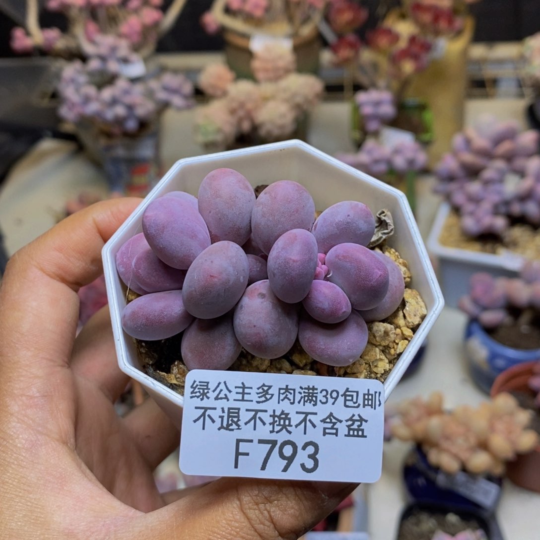 燕*793糖豆奶多肉4c m