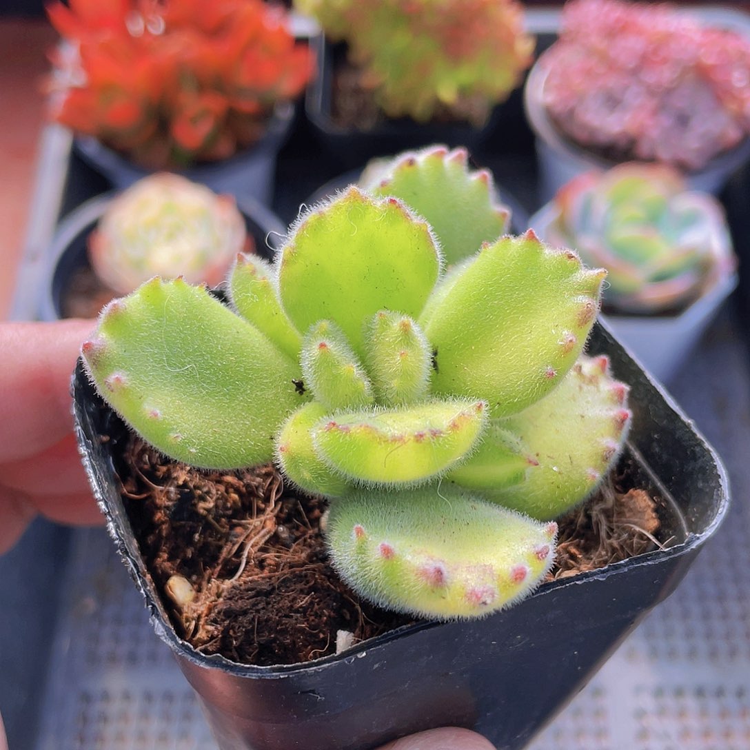 2号框黄熊一物一拍