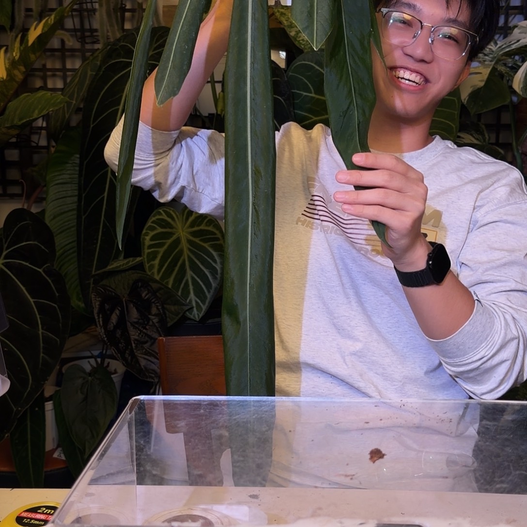 e***i完全开放F30 银脉丝绸