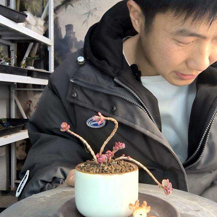 ?小盆景小植物一物一拍175