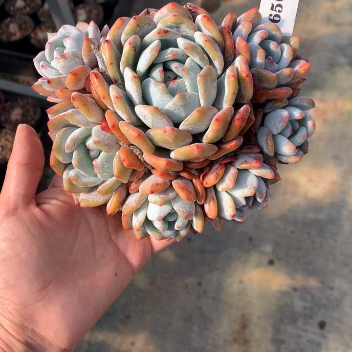 12650俄文嗯嗯嗯嗯好喜欢这个