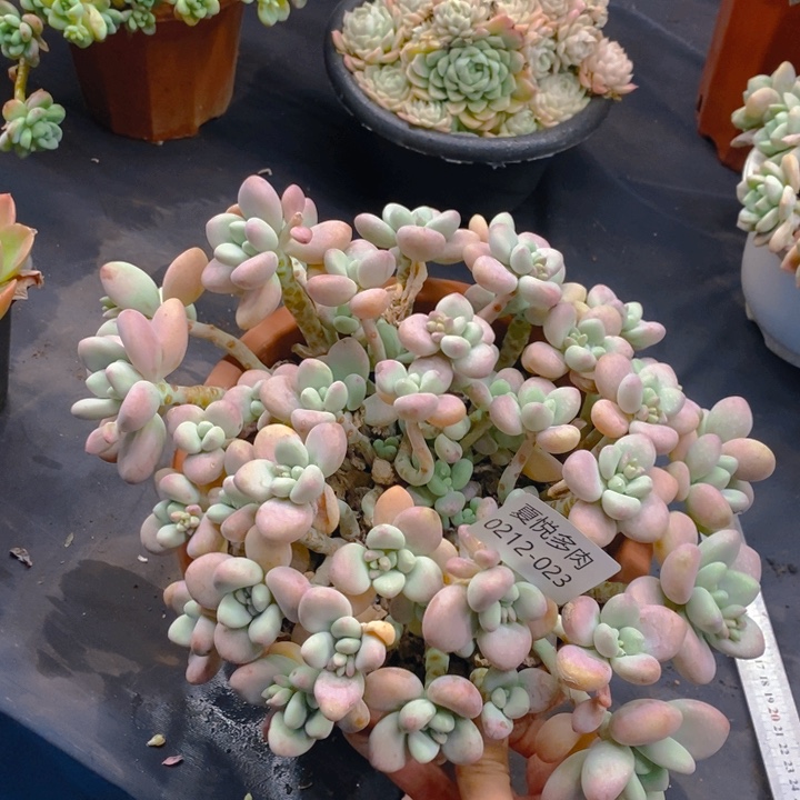 夏悦多肉0212-23洛神