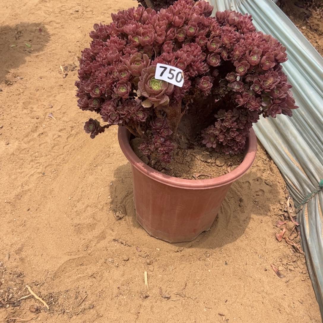 ?****】有伤万朵750官府33板不厚满38包邮