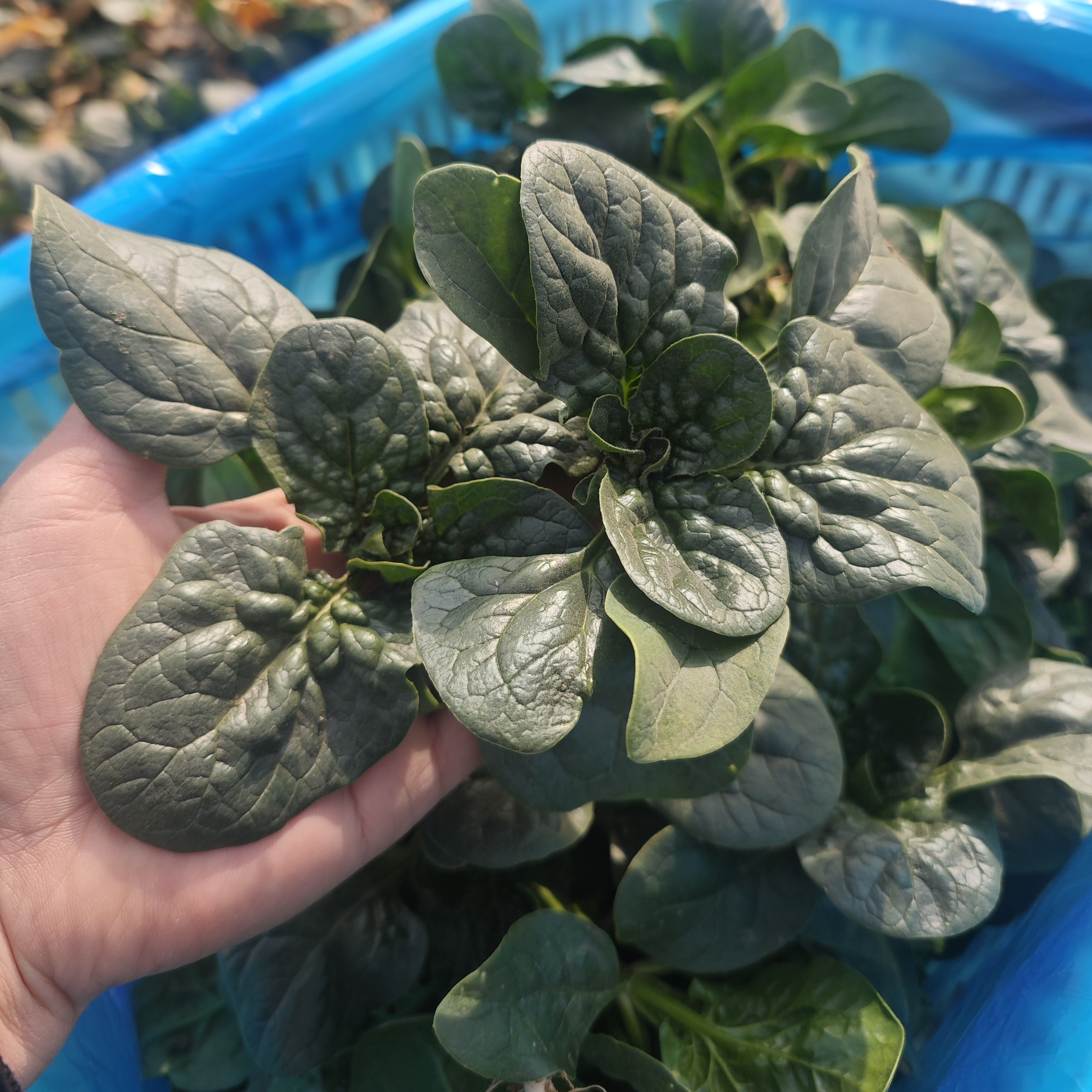 田间地头现挖现发霜打矮杆红根趴地菠菜