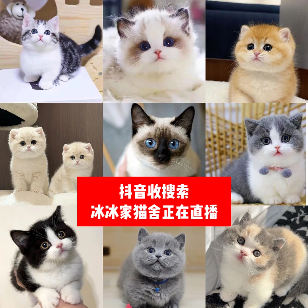 猫咪幼崽英短美短蓝猫银渐层金渐层布偶美短缅因等宠物活体小奶猫