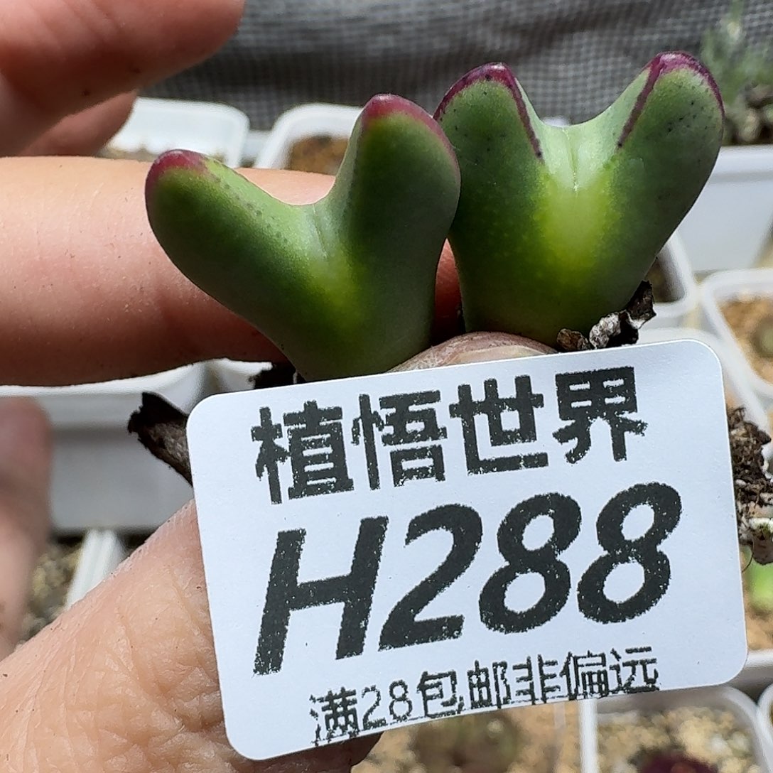 多肉植物的润泽fgb