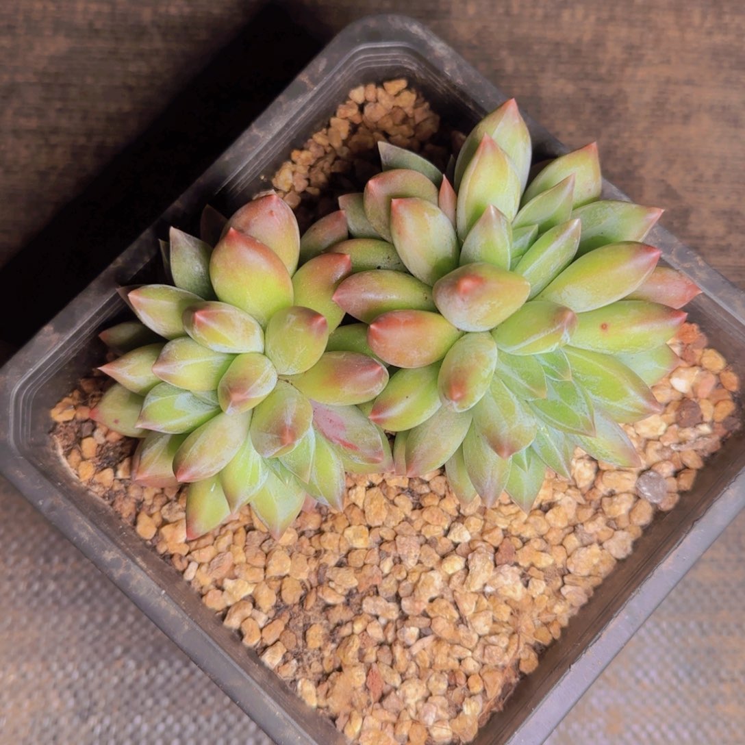 重楼111111111111111