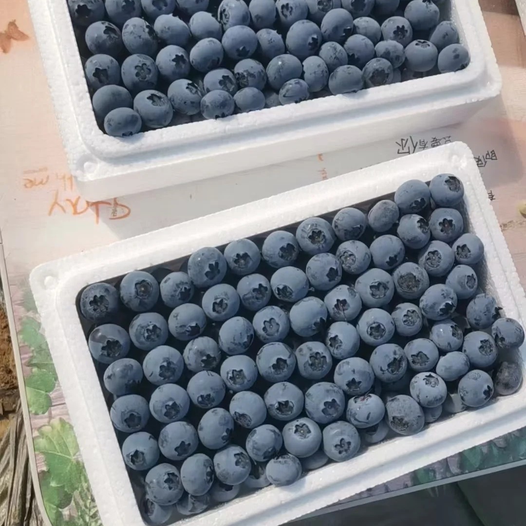丹东蓝莓400克/件礼盒
