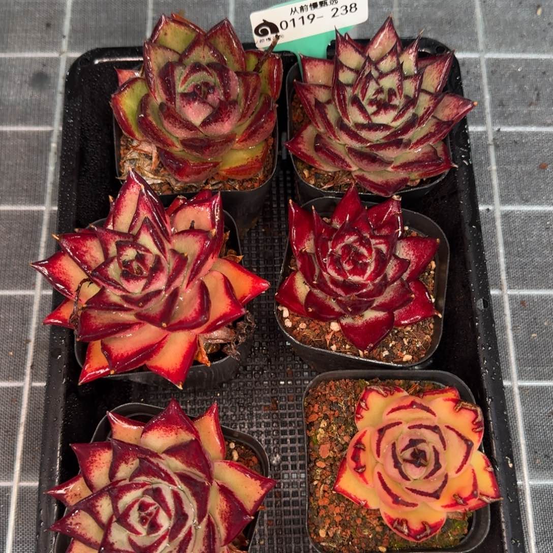 从前慢花园精选0119-238