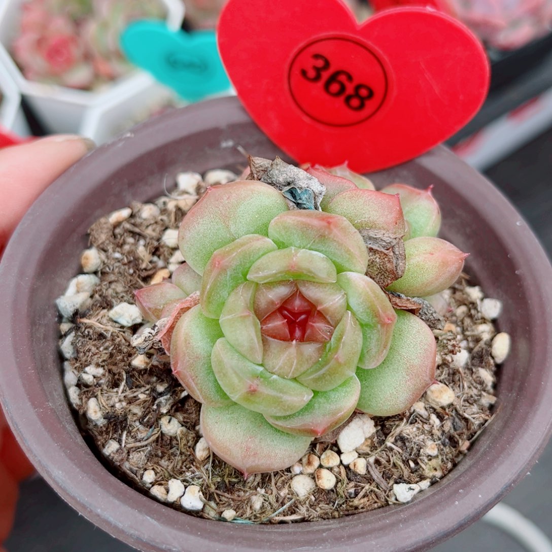 368号小老桩珍妮群