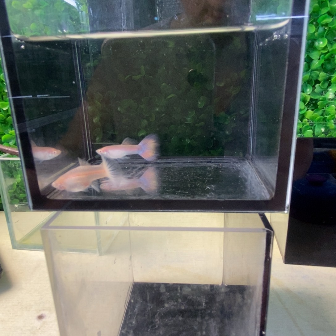 孔雀鱼金粉鱼一对