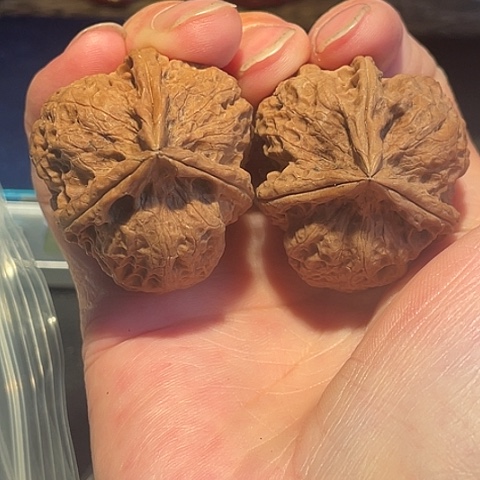 文玩核桃把件鬼姬带彩37