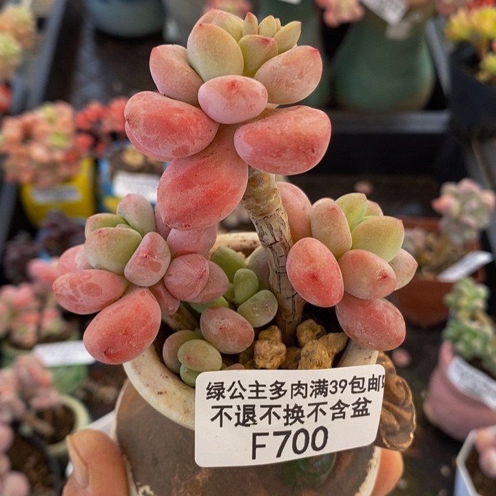 樱花洛神6cm700多肉