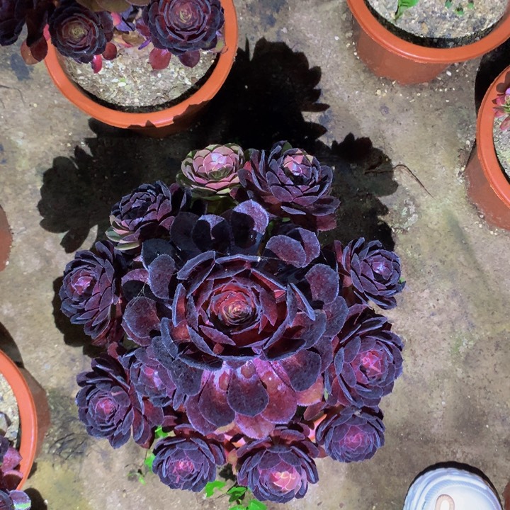 无花朵花花公子00000000000