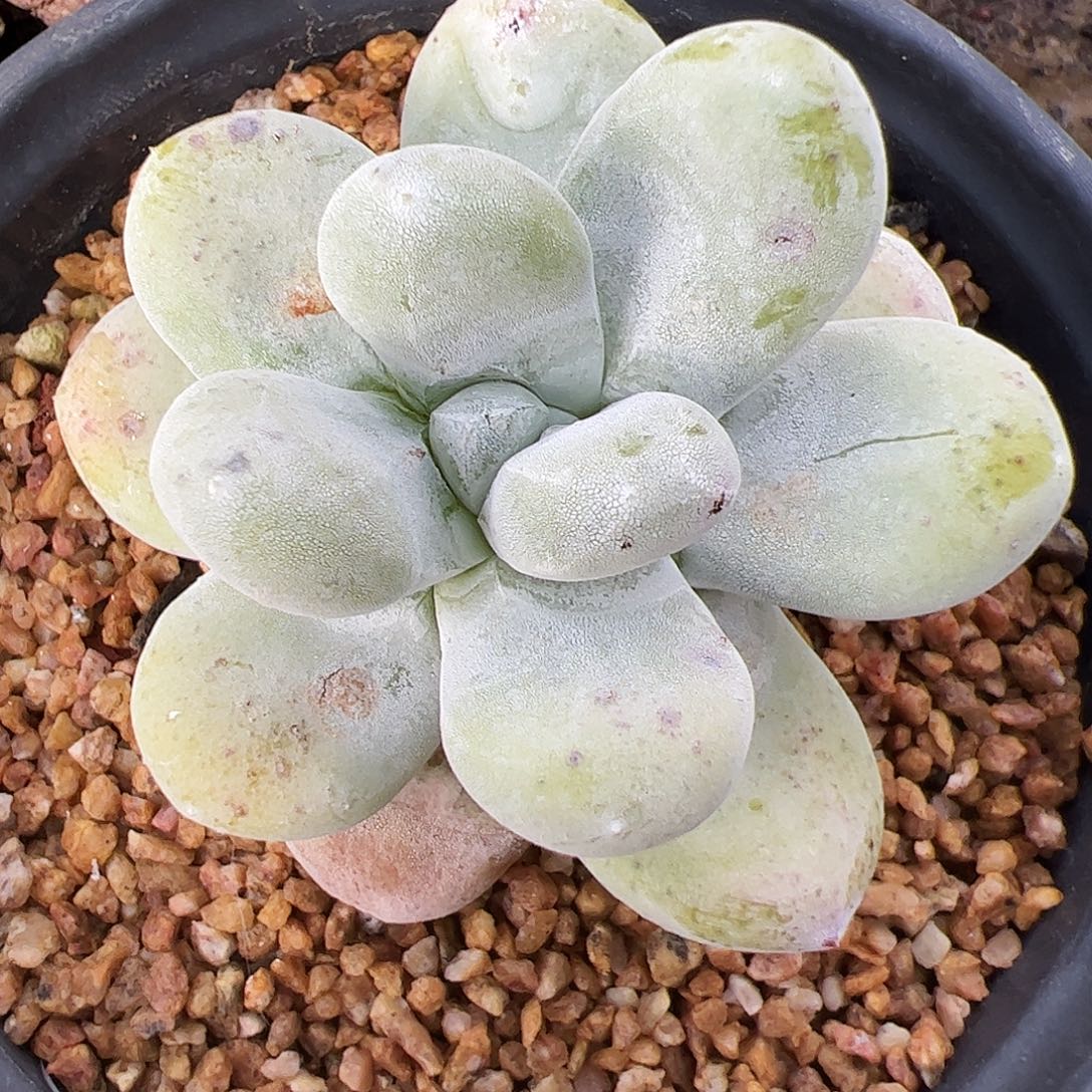 3194拇指仙女杯多肉