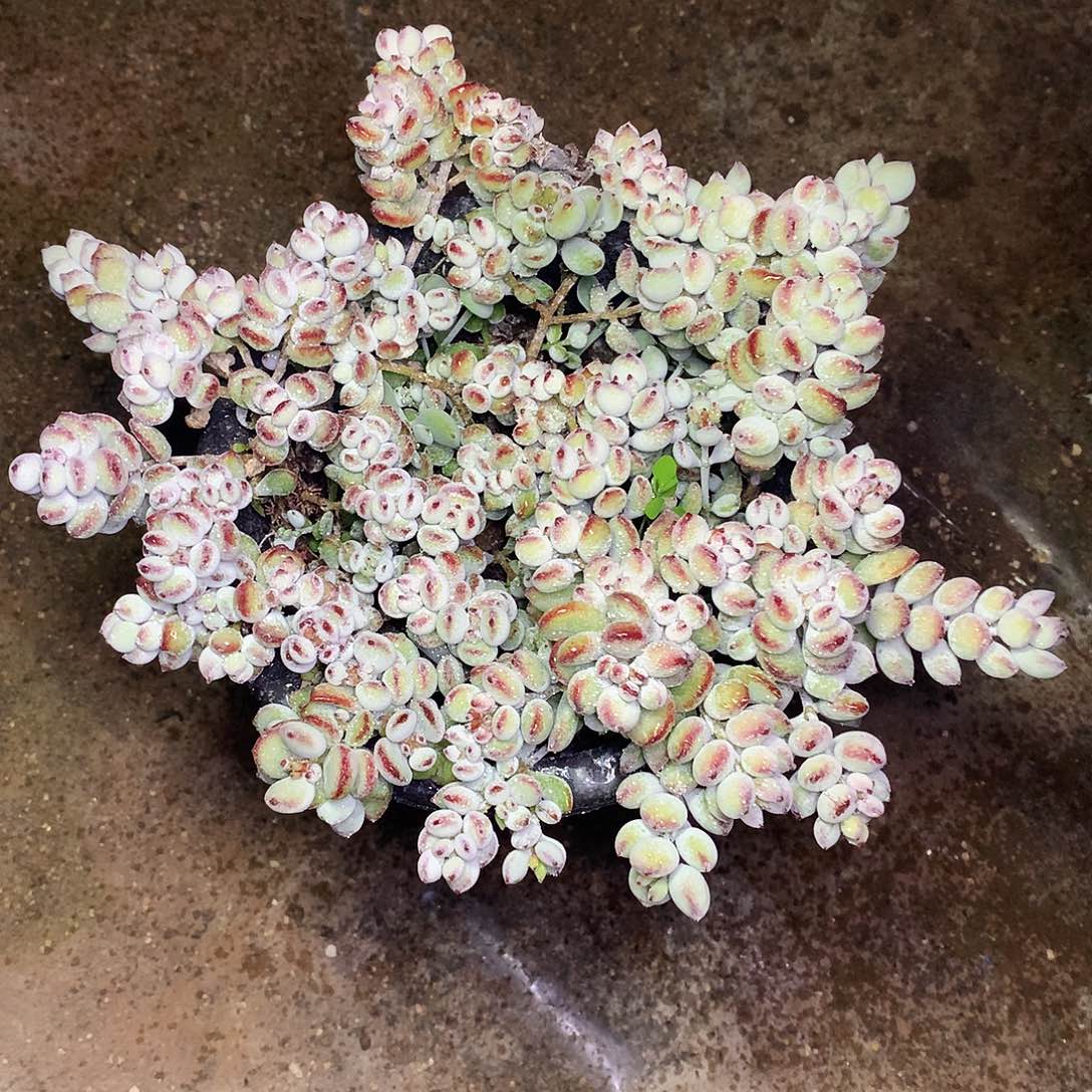 达摩福娘一物一拍