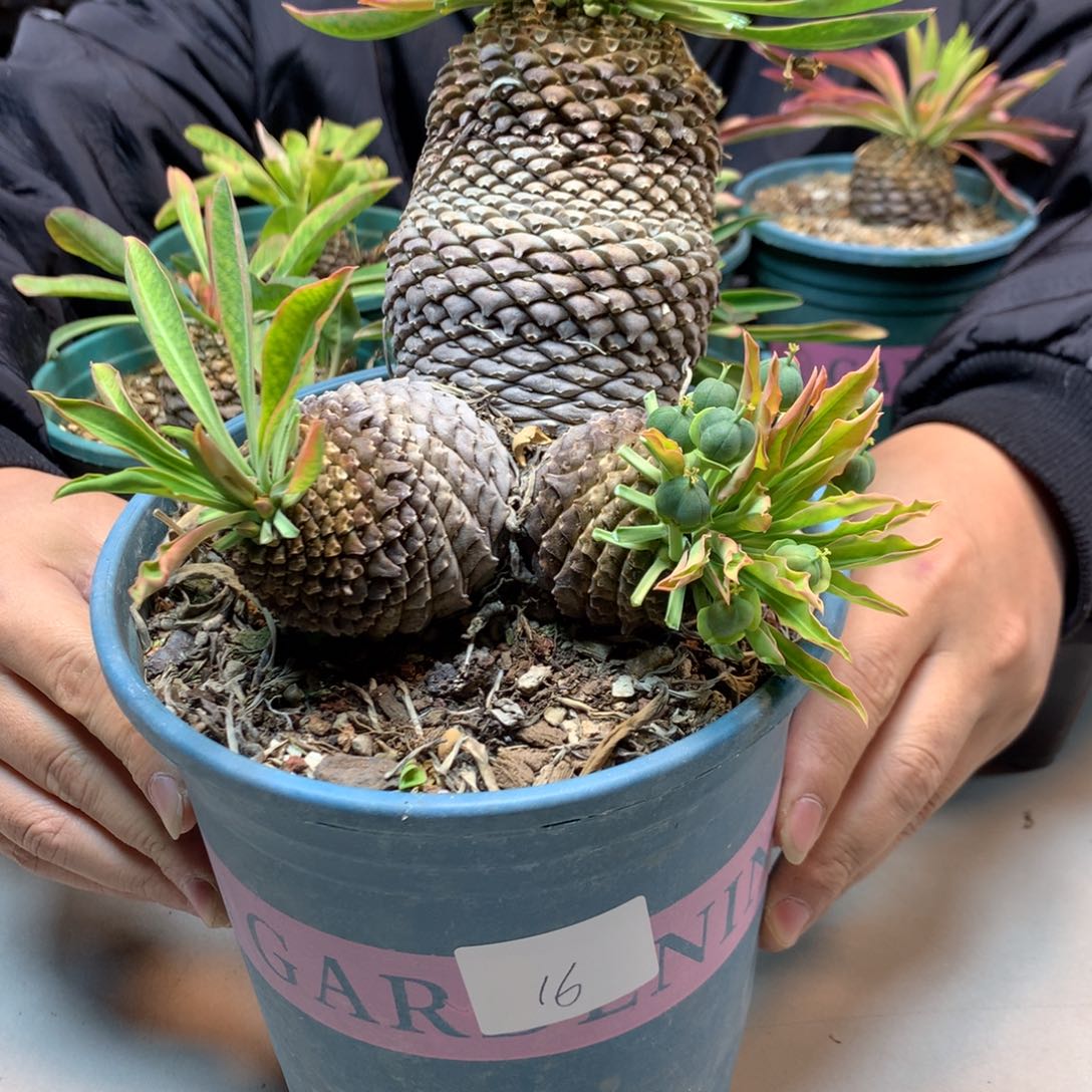     18号   实生  多头 铁甲丸  