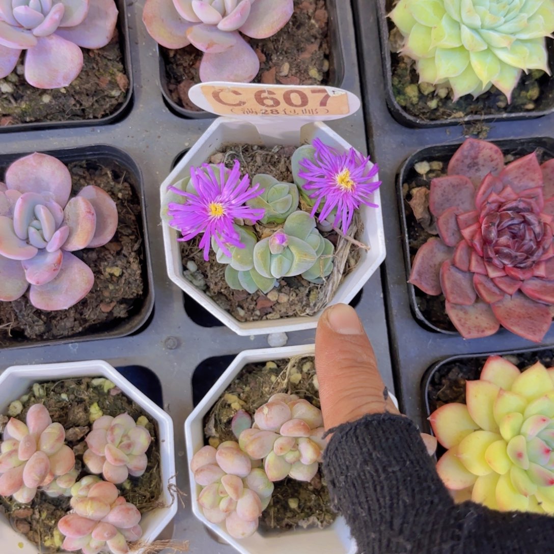 C607秋勤玉一物一拍