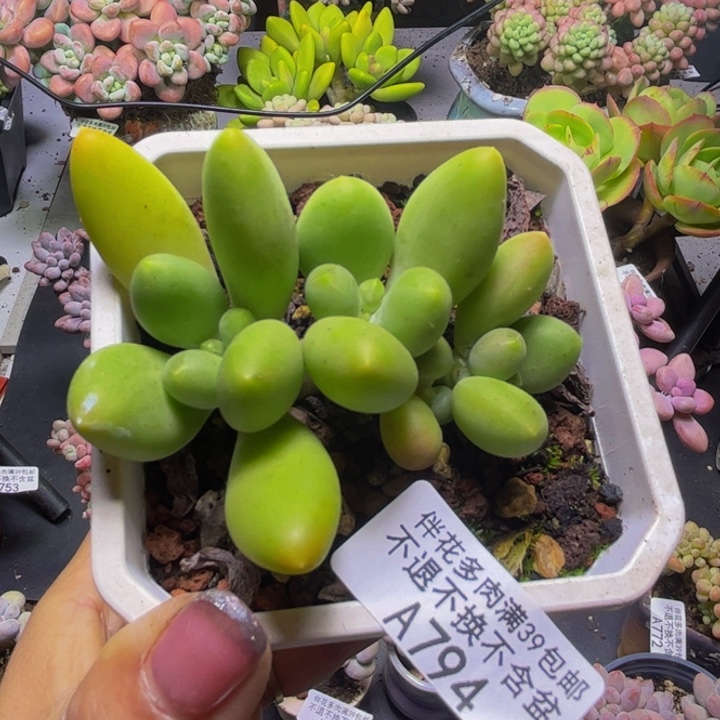 芒果奶酪794/6cm多肉