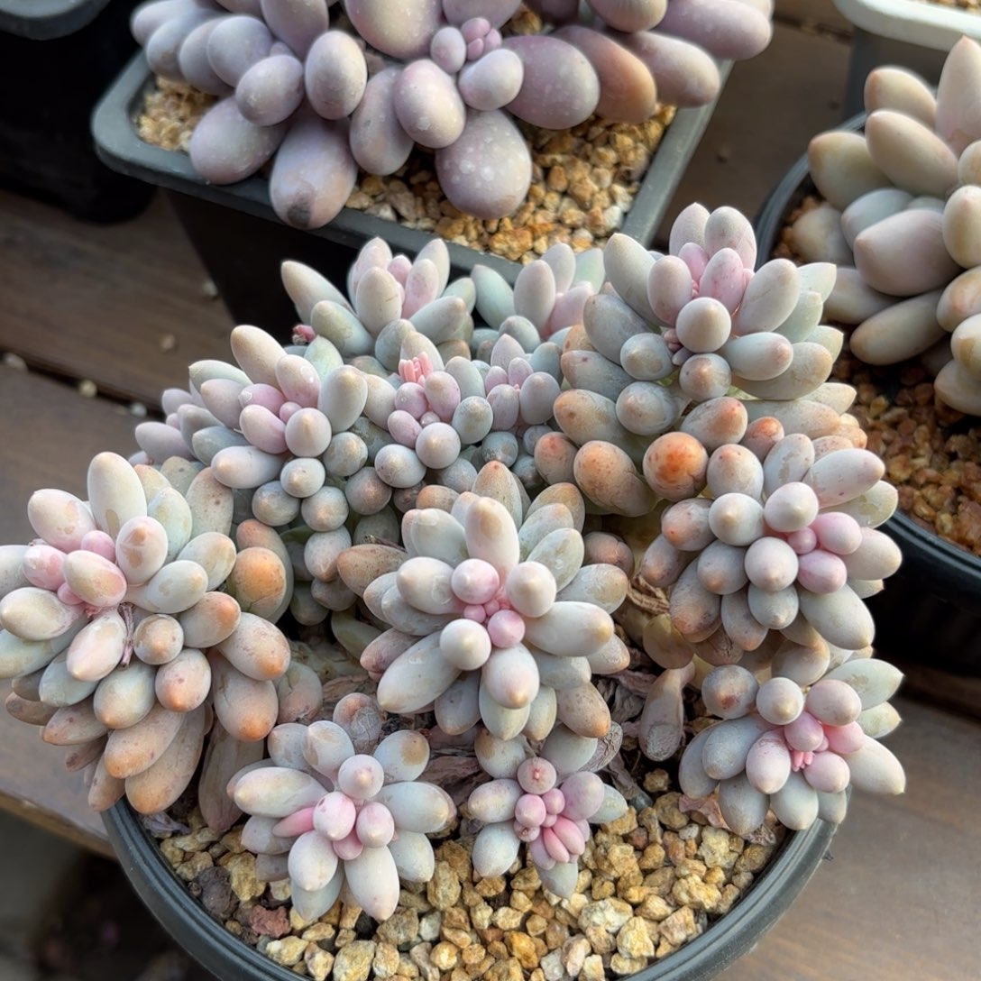 无花朵婴儿手指1111