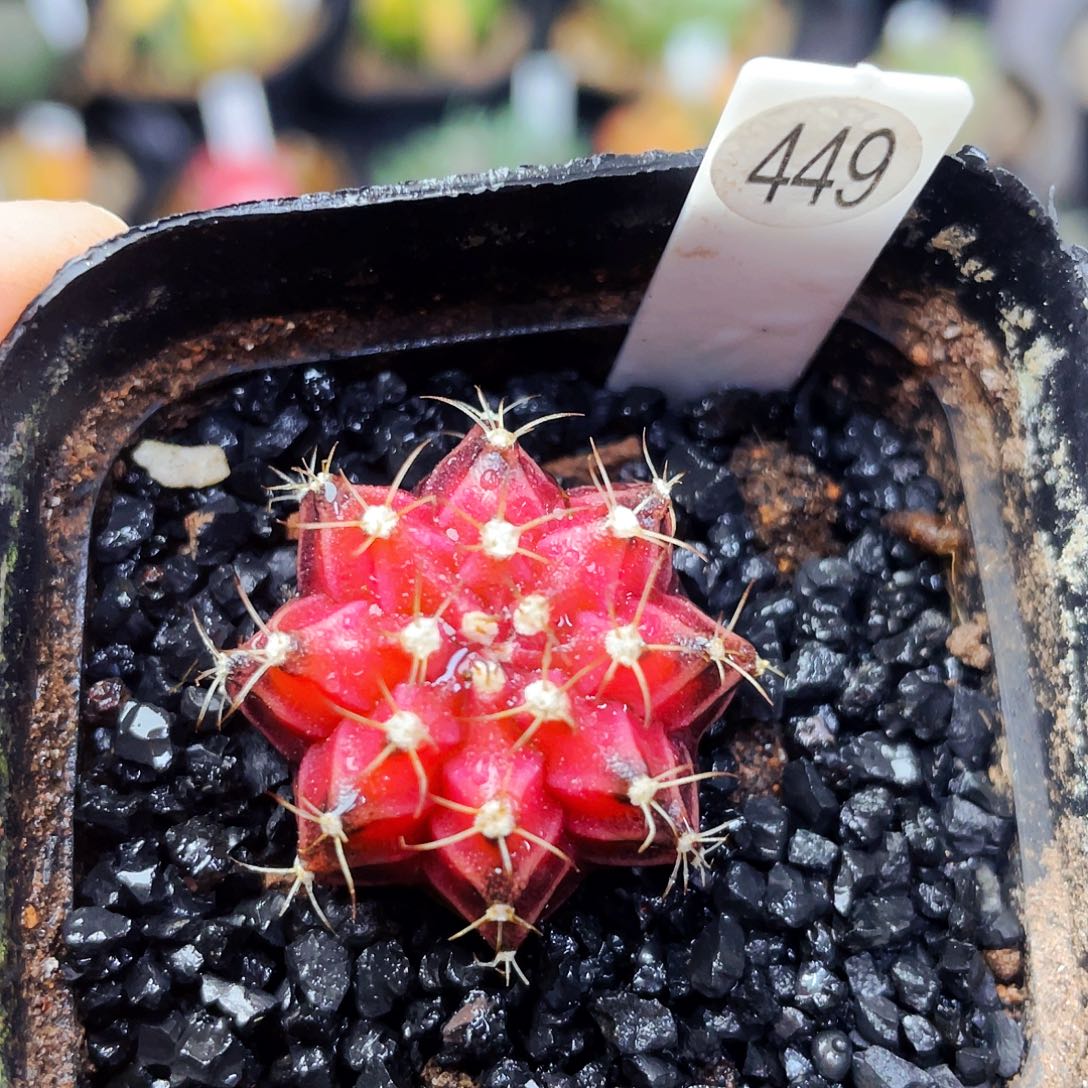 非偏远地区满25包邮仙人球