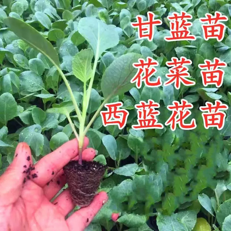 山东寿光有机松花菜秧苗带土青梗散花耐热耐寒高产秋冬蔬菜苗