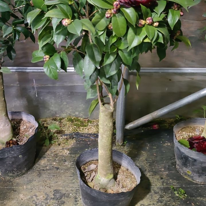 516墨川，原盆原土发货