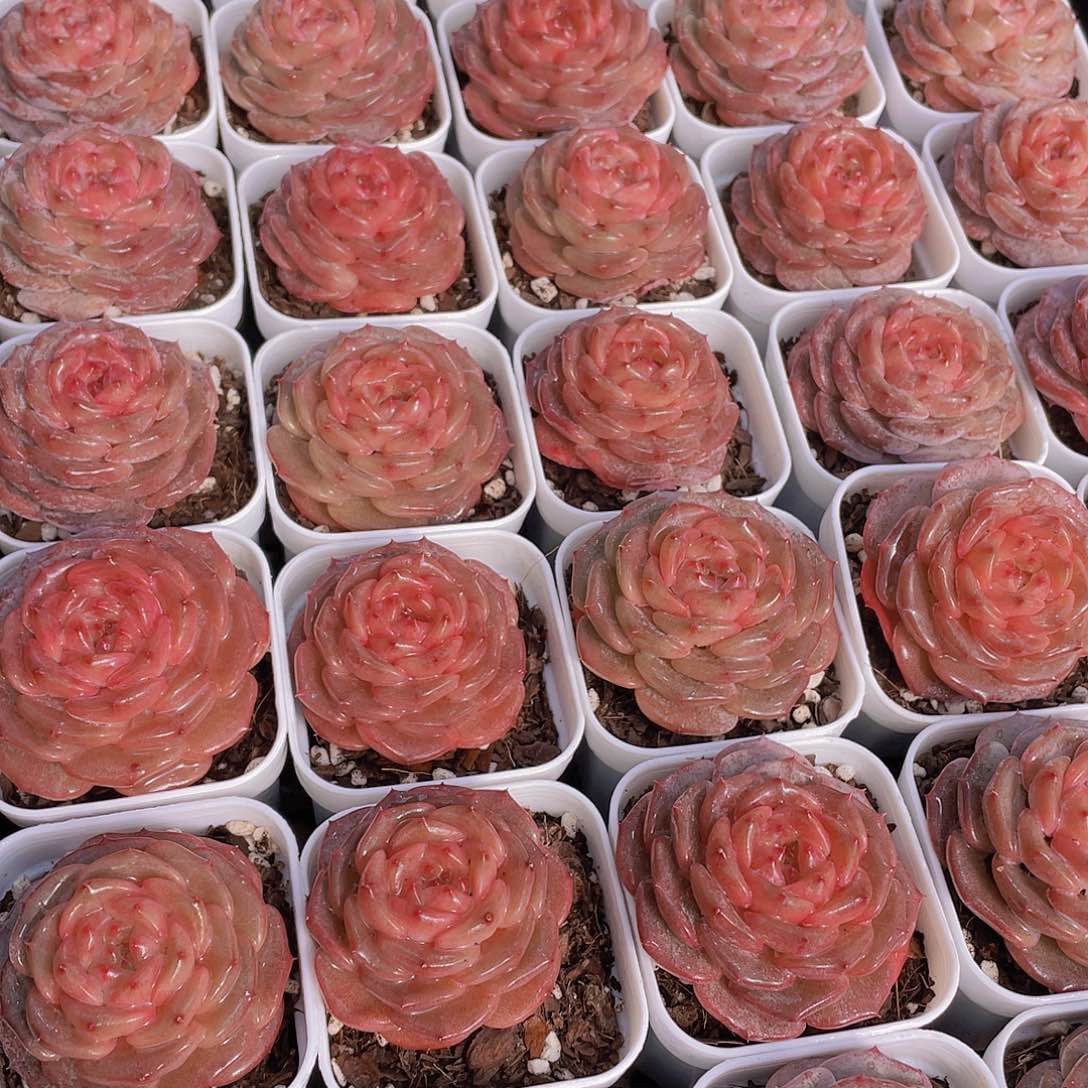 量拍42号 糖心秋海棠单头一个