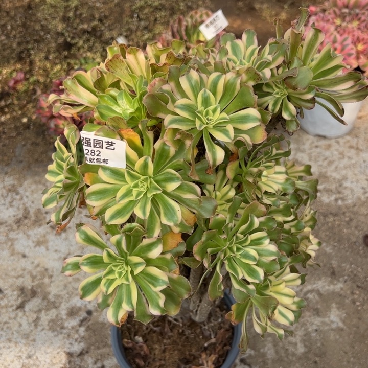 艳日伞多肉植物282