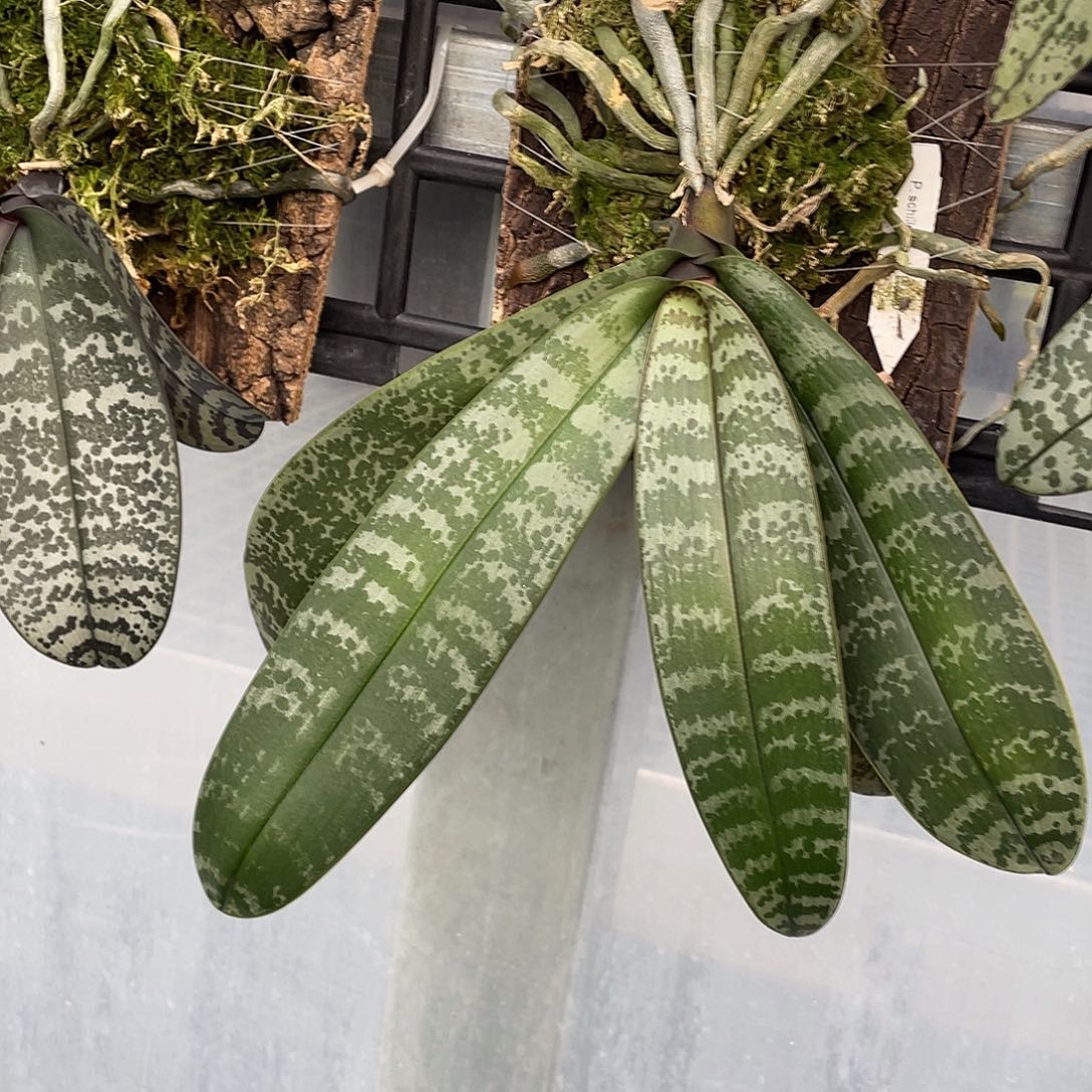 完全开放板植沙巴西大苗 366号