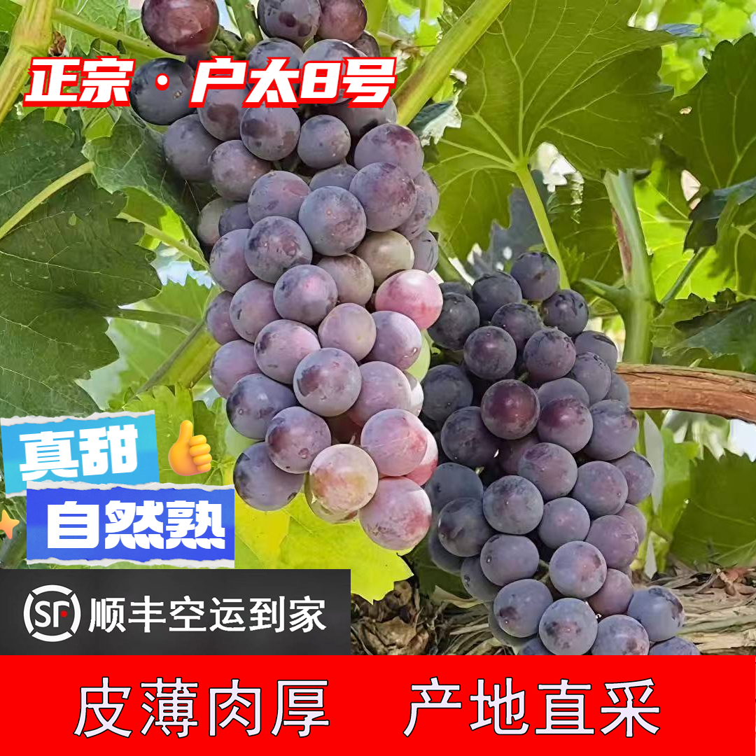明日达【顺丰空运包邮】陕西户县正宗户太八号纯天然无公害自然成熟原生态种植户太8号葡萄鲜甜香浓产地陕西省