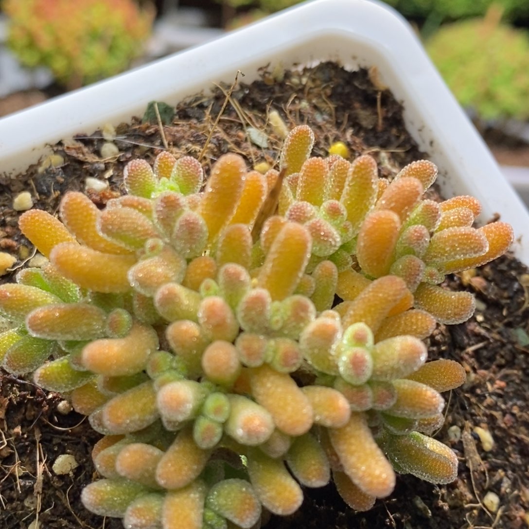 冰晶橙枝干番杏A726