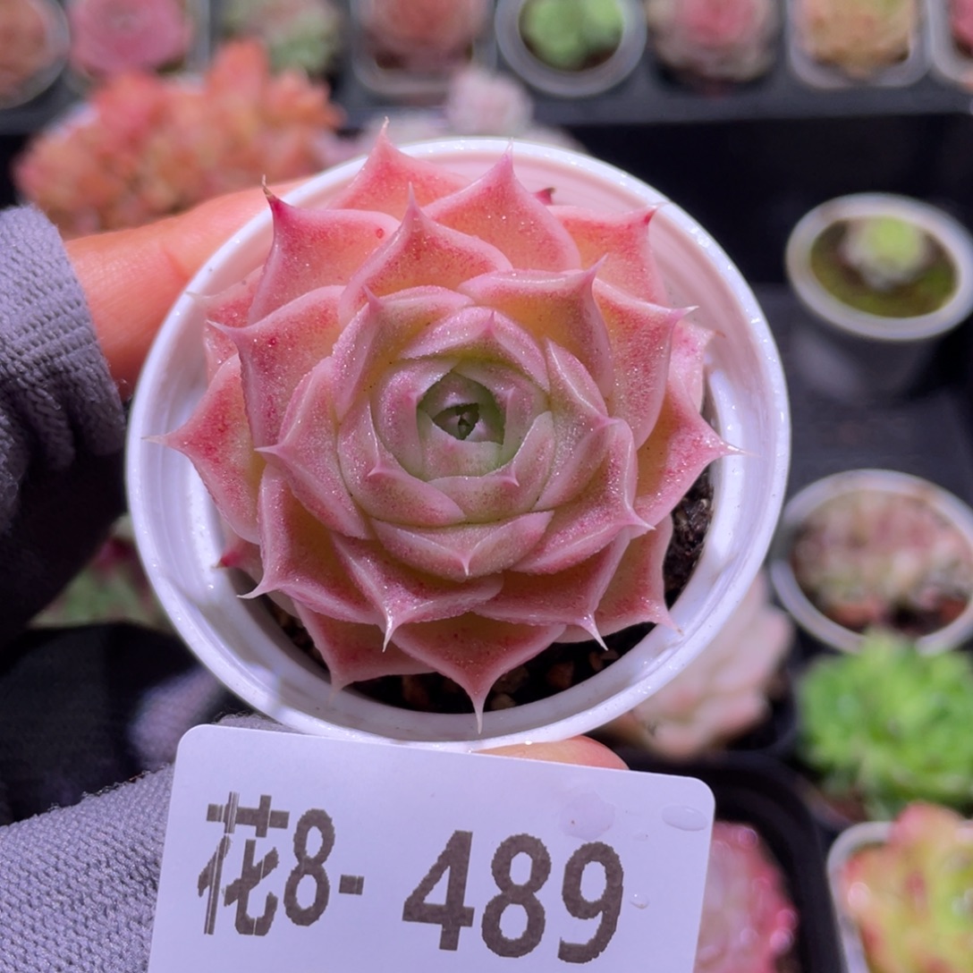 花利美8-489霜瓷 