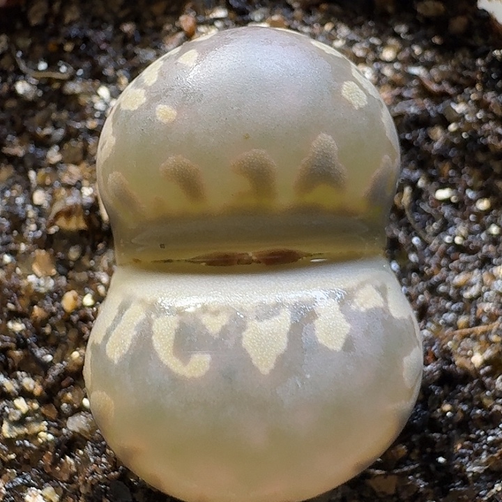 生石花111111。   302