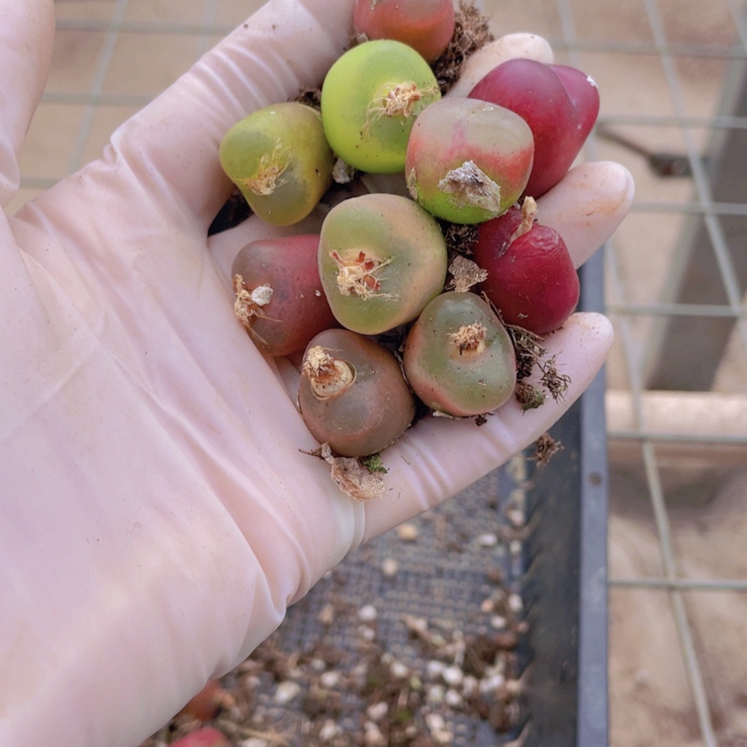 10颗毛毛888888888888