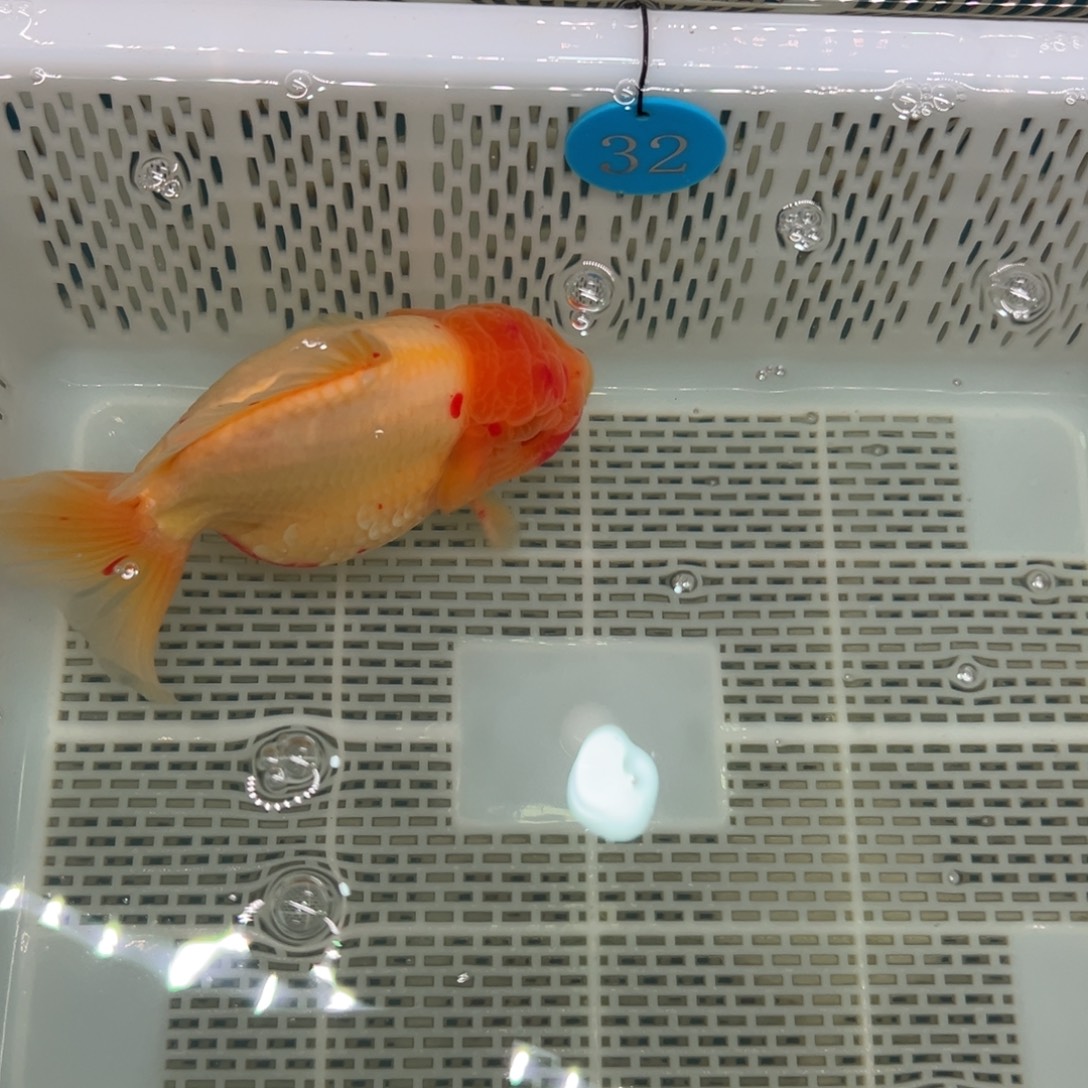 ****。金鱼你好吗我好想你啊