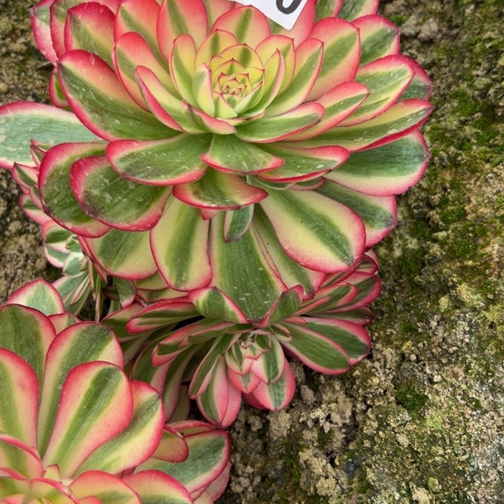 6850南倾城多肉植物